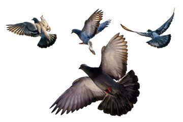 Isolated, flying pigeons, white background