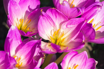 Pink beautiful saffron flowers close up