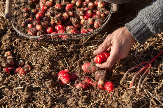 Jardinier avec un panier r&eacute;coltant &agrave; la main des ocas du P&eacute;rou dans son potager