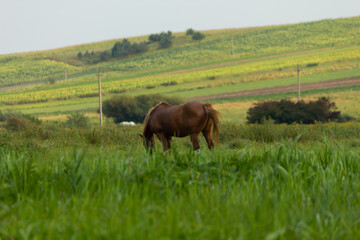 The horse grazes in the meadow