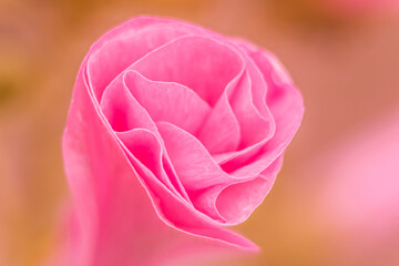 Very beautiful pink flower close up on a blurred background
