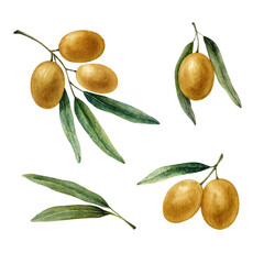 Set with olive branches, leaves, fruits. Watercolor illustration isolated on white background.
