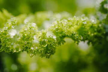 closeup kale curly leaves 