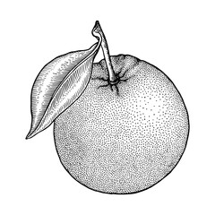 Orange. Citrus whole fruit. Branchs, leaves. Retro, engraved vintage style. Hand drawn vector illustration isolated on white.