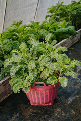 harvest kale leaves in a basket 