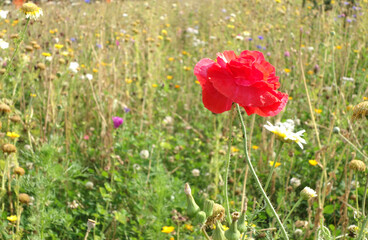 Obraz premium red poppies in the field