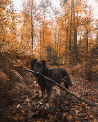 dog in the woods