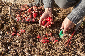 Jardinier avec un panier récoltant à la main des ocas du Pérou dans son potager