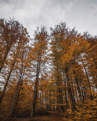 Fototapeta premium trees in autumn