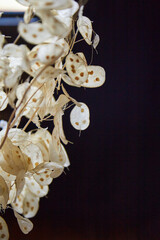 Bouquet of dried flowers lunaria seeds on a dark background, background light. Side view vertical photo