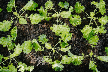 garden of young green kale 