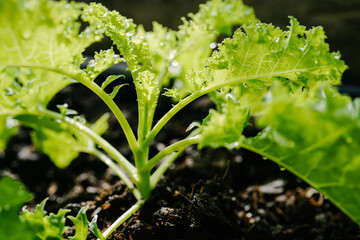 Fototapeta na wymiar garden of young green kale 