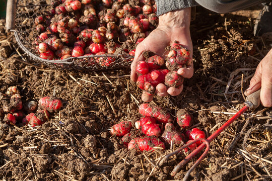Jardinier avec un panier r&eacute;coltant &agrave; la main des ocas du P&eacute;rou dans son potager
