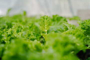 garden of young green kale 