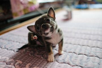 치와와 강아지 dog pet chiwawa 