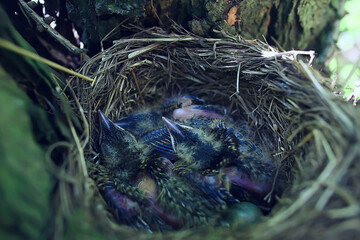 blackbird nest with little chicks, nature spring forest