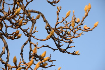 春が待ち遠しい木蓮の蕾