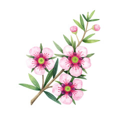 Manuka Honey branch, leaves and flower. Hand drawn watercolor illustration isolated on white background.