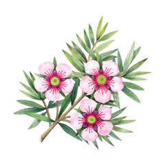 Manuka Honey branch, leaves and flower. Hand drawn watercolor illustration isolated on white background.