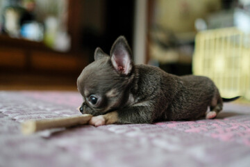 치와와 강아지 dog pet chiwawa 