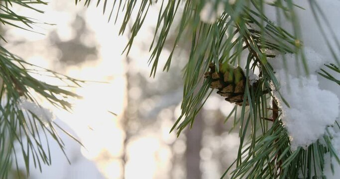 Coniferous tree branch covered with snow, closeup. Walking through winter forest