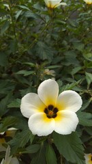 Fototapeta na wymiar photo of Turnera Subulata flower