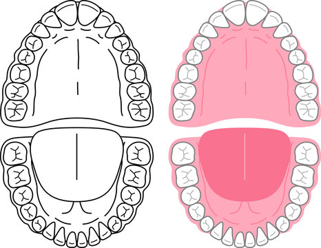 口腔内と歯のイラスト