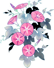 アサガオ　イラスト