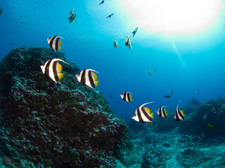 School of Pennant coralfish (Longfin bannerfish) (Rangiroa, Tuamotu Islands, French Polynesia in 2012)