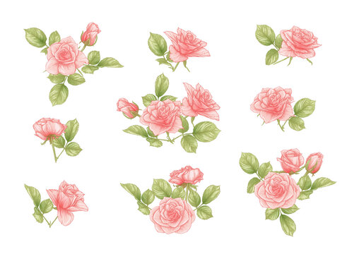 Roses flowers Clip art, set of elements for design Outline hand drawing vector illustration. Graphic drawing, engraving style. Vector illustration. Isolated on white background..