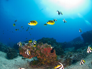 School of Raccoon butterflyfish and Pennant coralfish (Longfin bannerfish) in a coral reef (Rangiroa, Tuamotu Islands, French Polynesia in 2012)