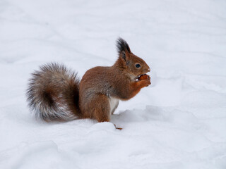 Naklejka na ściany i meble squirrel in a city park eating nuts