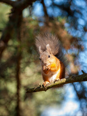 squirrel in a city park eating nuts