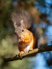 Naklejka na ściany i meble squirrel in a city park eating nuts
