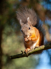 squirrel in a city park eating nuts