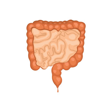 Large and small intestine illustration. Vector illustration isolated on white background