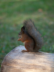 squirrel in a city park eating nuts