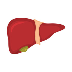 Human liver anatomy. Vector illustration of medical science. Internal organ. Education illustration