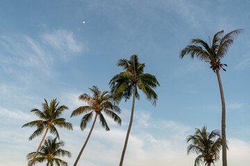 Group of coconut palm trees and blue sky.