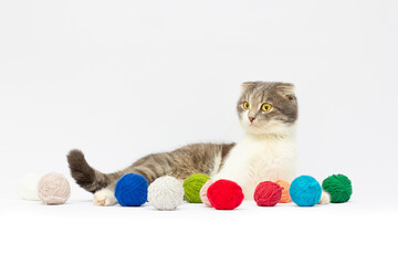Fototapeta na wymiar nice tabby scottish fold cat playing with wool balls