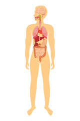 Vector illustration of human anatomy diagram. Man
