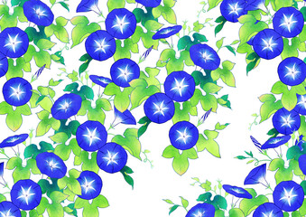 アサガオ　イラスト