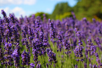 Fototapeta premium Beautiful fragrant lavender blooms in summer or spring.