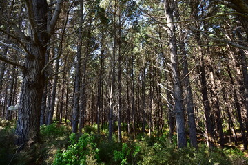 Field or forest of fast growing artificially planted pine trees for timber industry.
