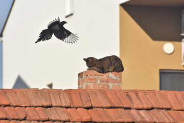 Domestic cat rest on the chimney while magpie flying around. Grey cat on and bird on roof of house