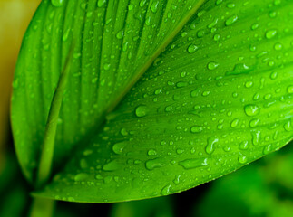 Fototapeta na wymiar selective focus green leaves with dew drop