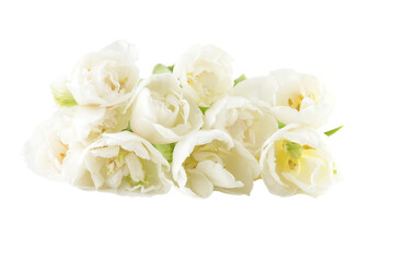 Obraz na płótnie Canvas Weiße gefüllte Tulpen