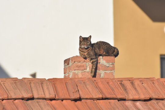 Domestic cat rest on the chimney on roof. Grey cat on the roof of house