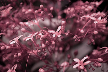 pink wild tropical flower  blooming