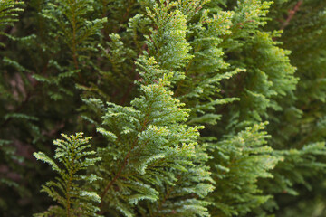 Pea cypress, tree branches.